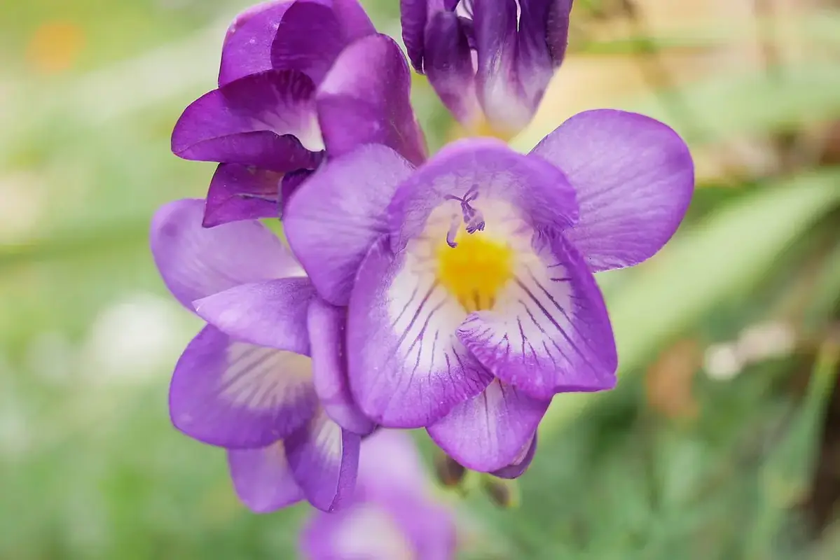 Purple freesia flowers with pale centres on a slender stem.
