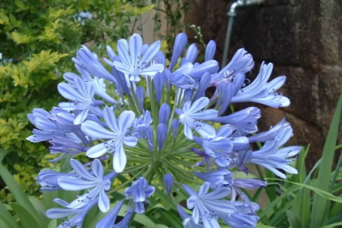 Blue agapanthus flowers radiating from a shared central stalk.