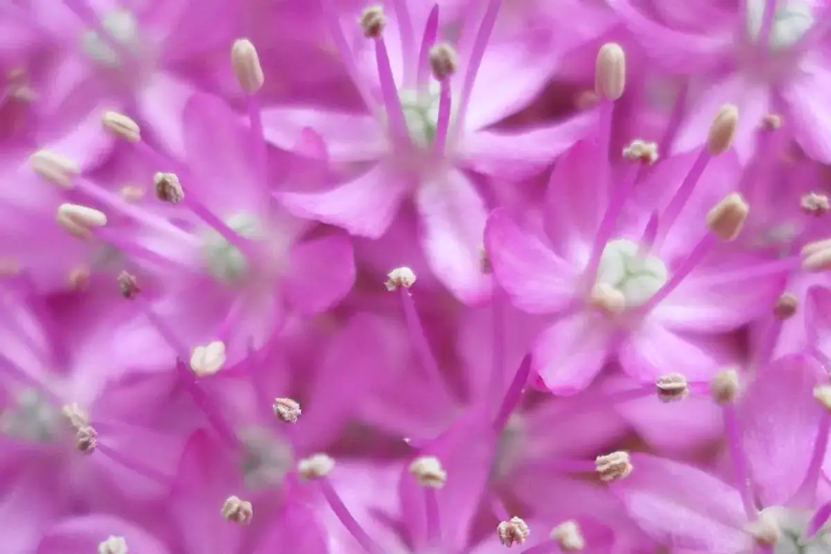 Close view of the tiny purple star-shaped flowers in an allium head.