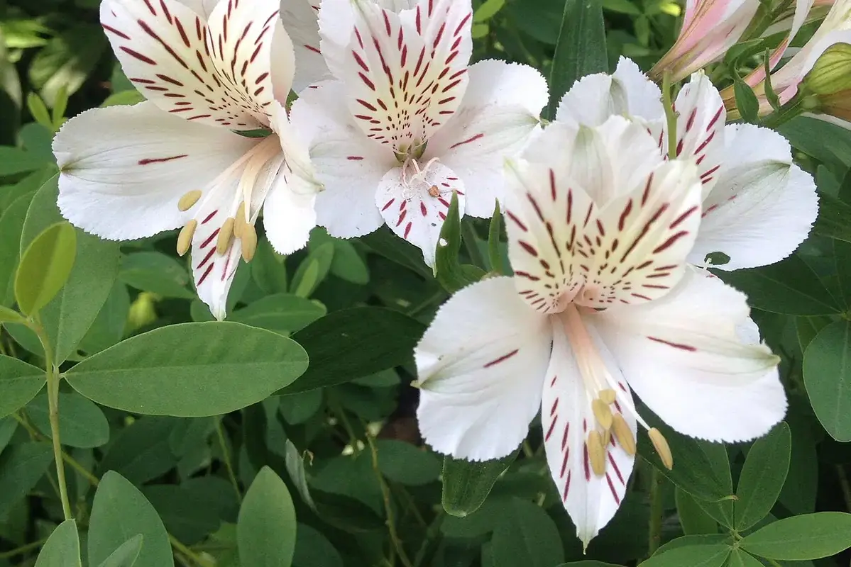 White alstroemeria flowers with striped inner petals and green foliage.