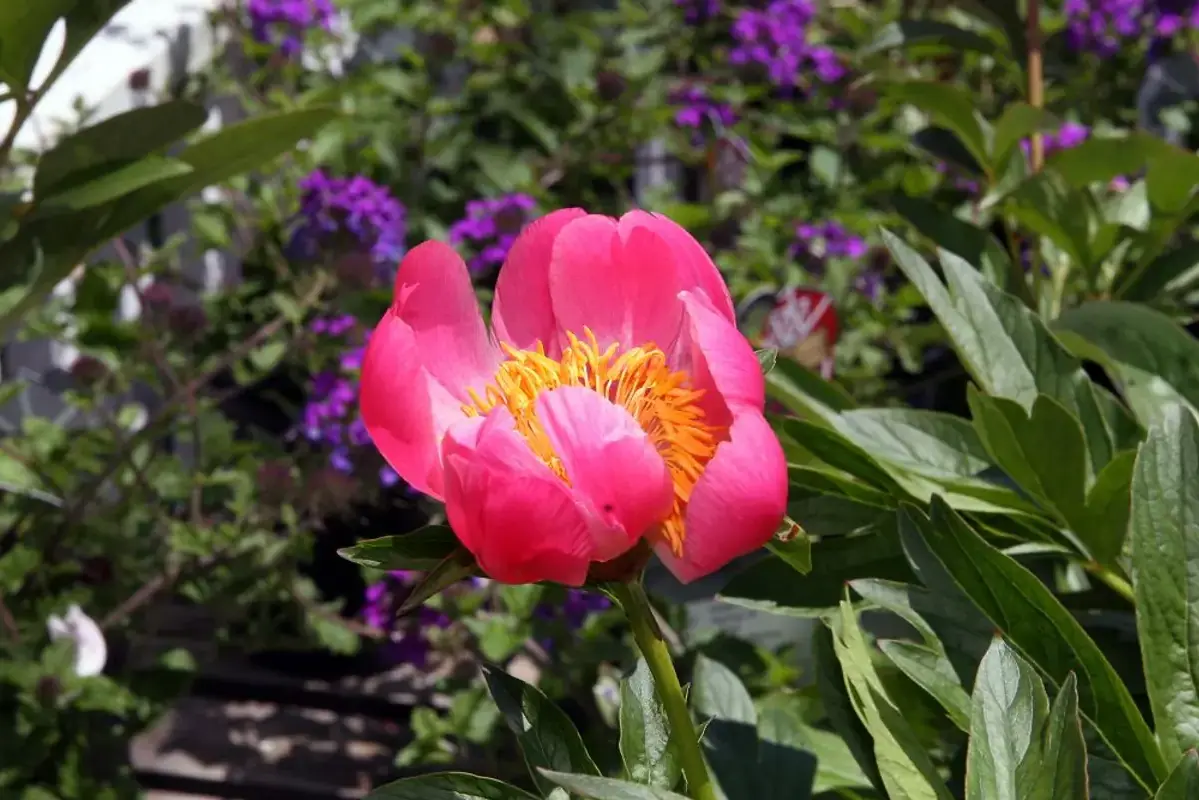 A pink peony beginning to open beside tightly closed buds.