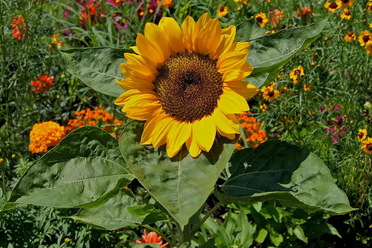 A broad yellow sunflower growing beside orange garden flowers.