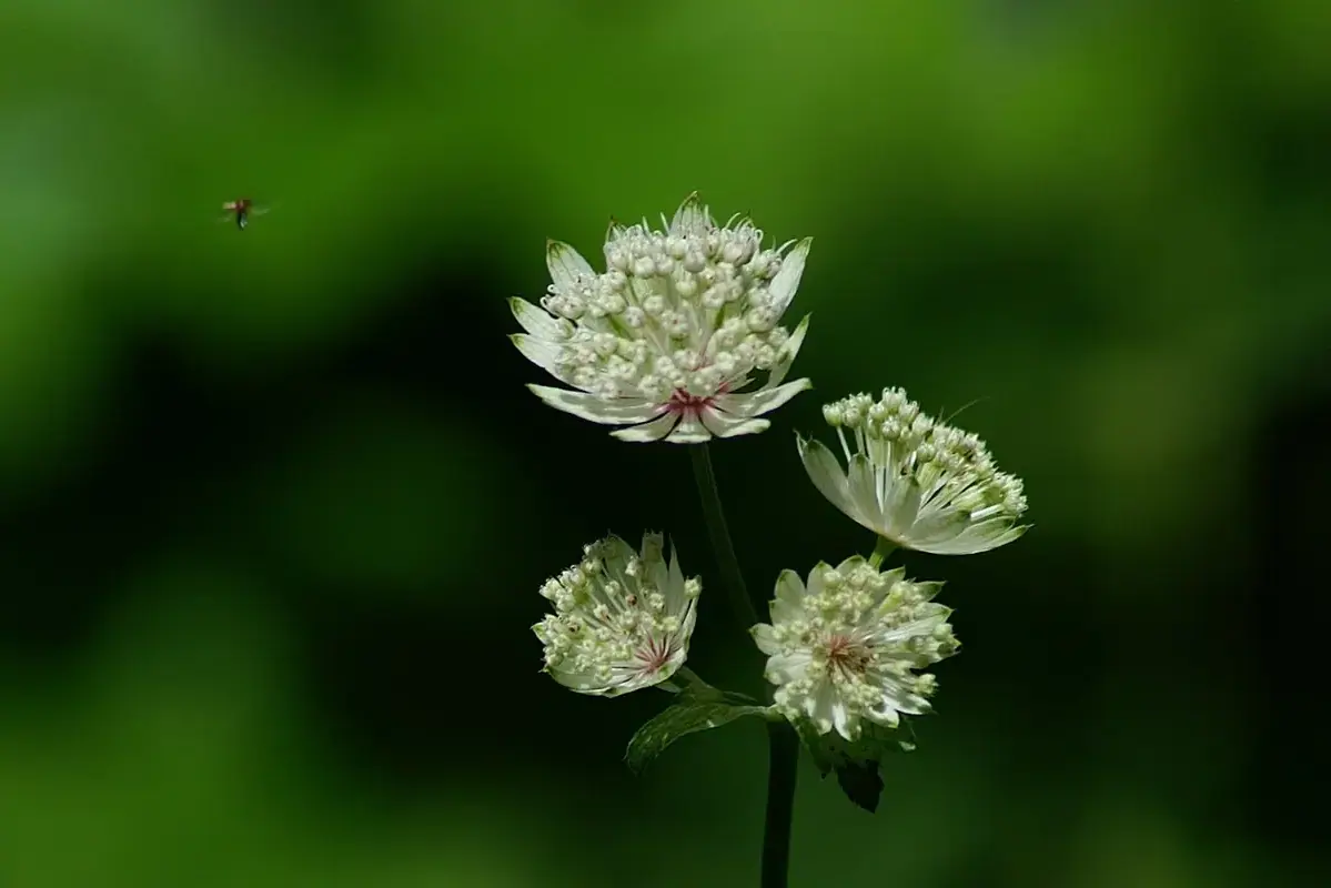 Small pale astrantia flower heads surrounded by pointed bracts.