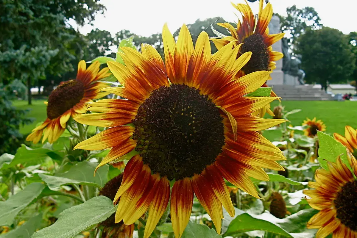 Wikimedia Commons flower photograph showing a weighted low vase on a shaded balcony away from railings and wind