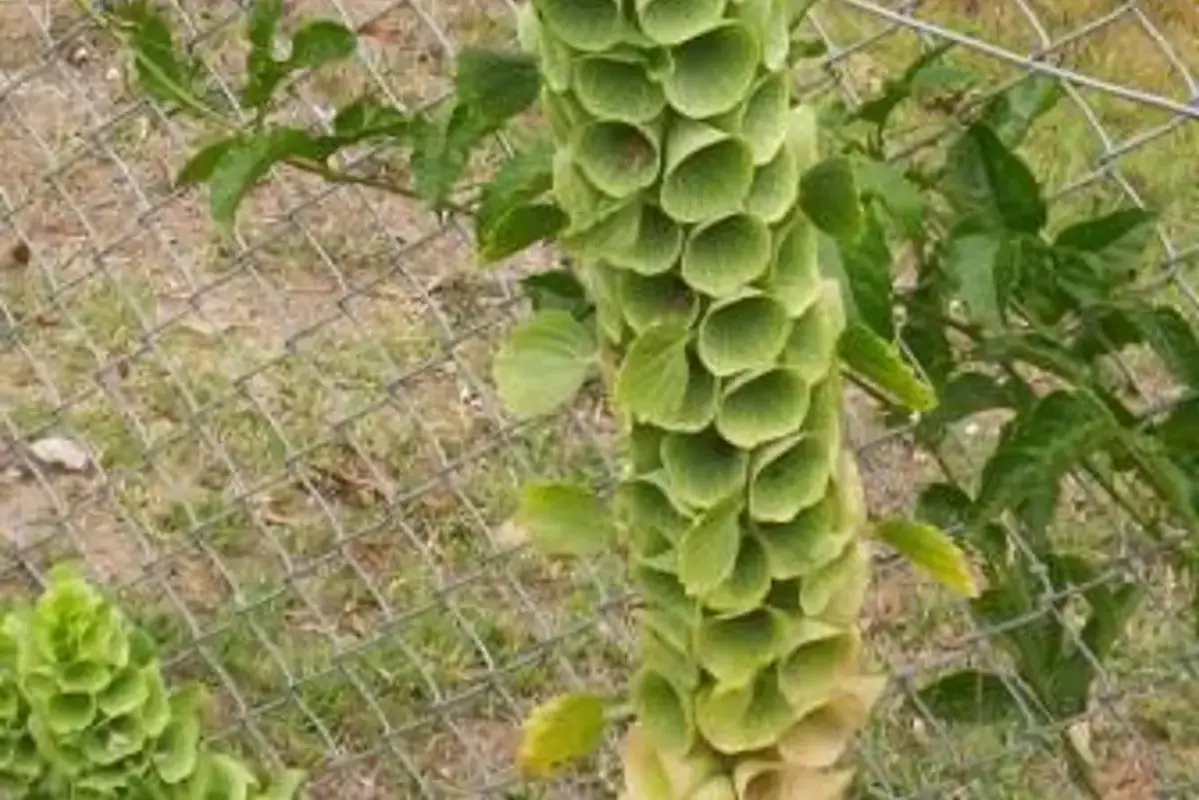 Green cup-shaped calyces arranged along a bells-of-Ireland stem.