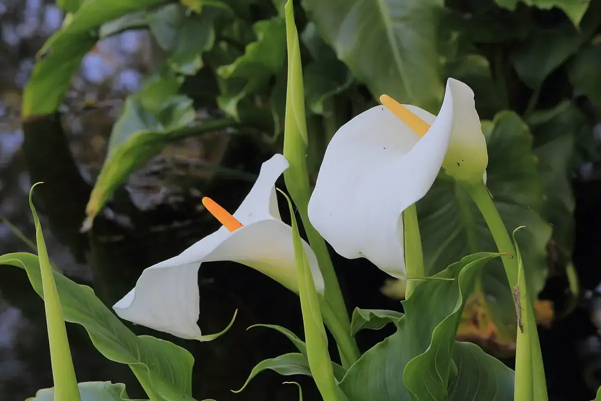 Small bundle of flowers hanging upside down to dry in a shaded indoor space