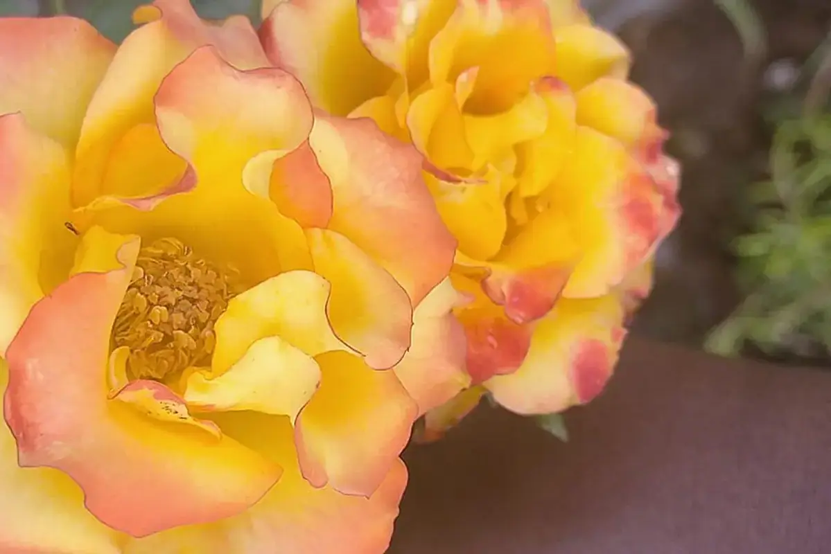 Yellow roses with pink-edged petals among green leaves.