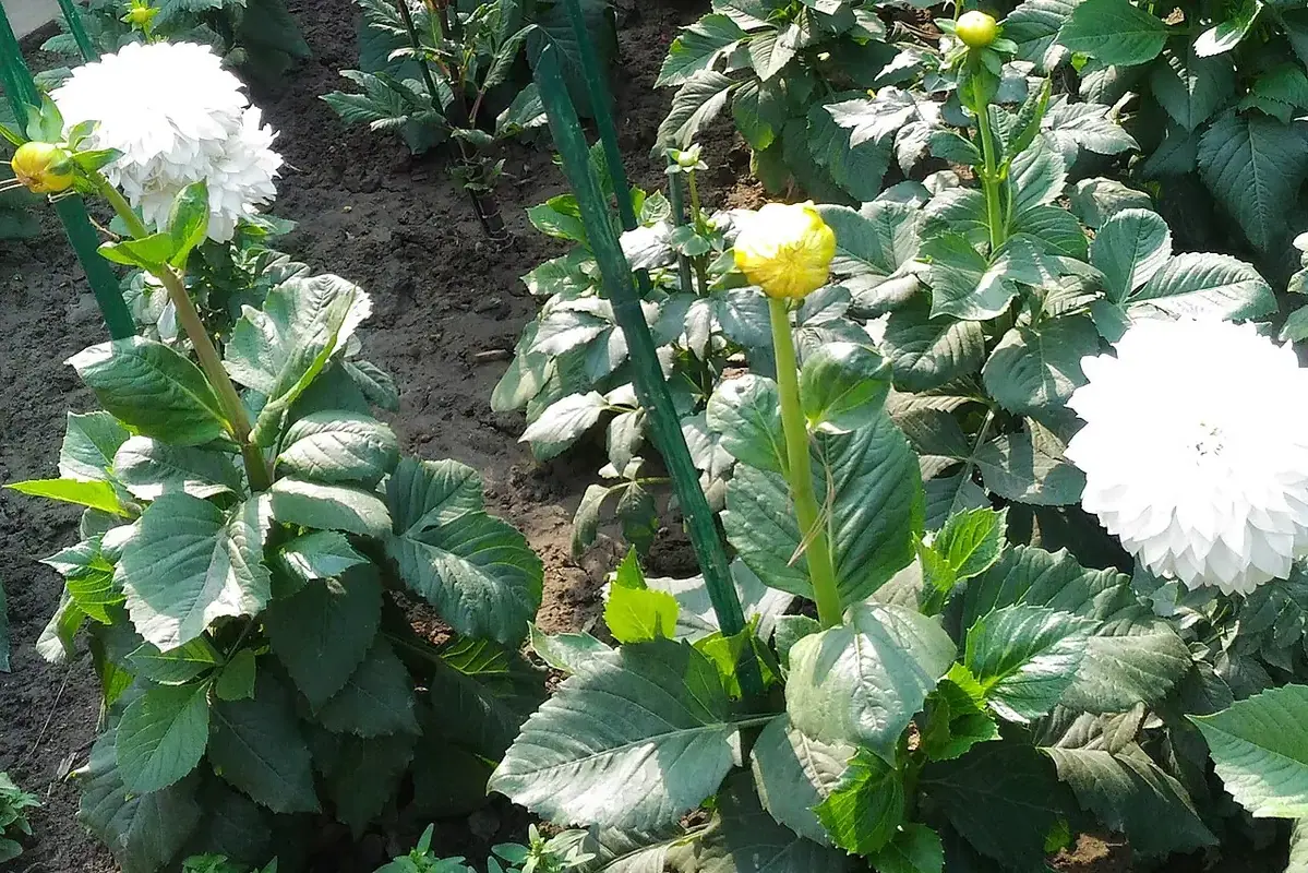 White dahlia flowers at different stages above leafy stems.