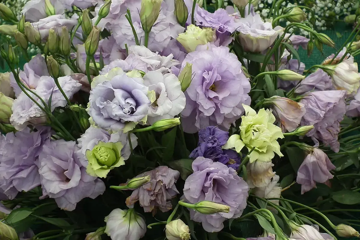 Lavender and white lisianthus blooms above branching leafy stems.