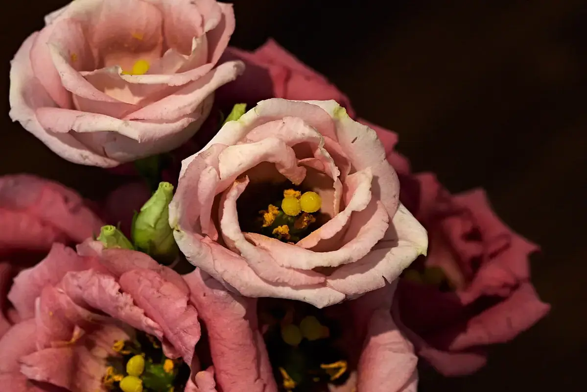 Bouquet leaning after a water change beside a clean replacement vase