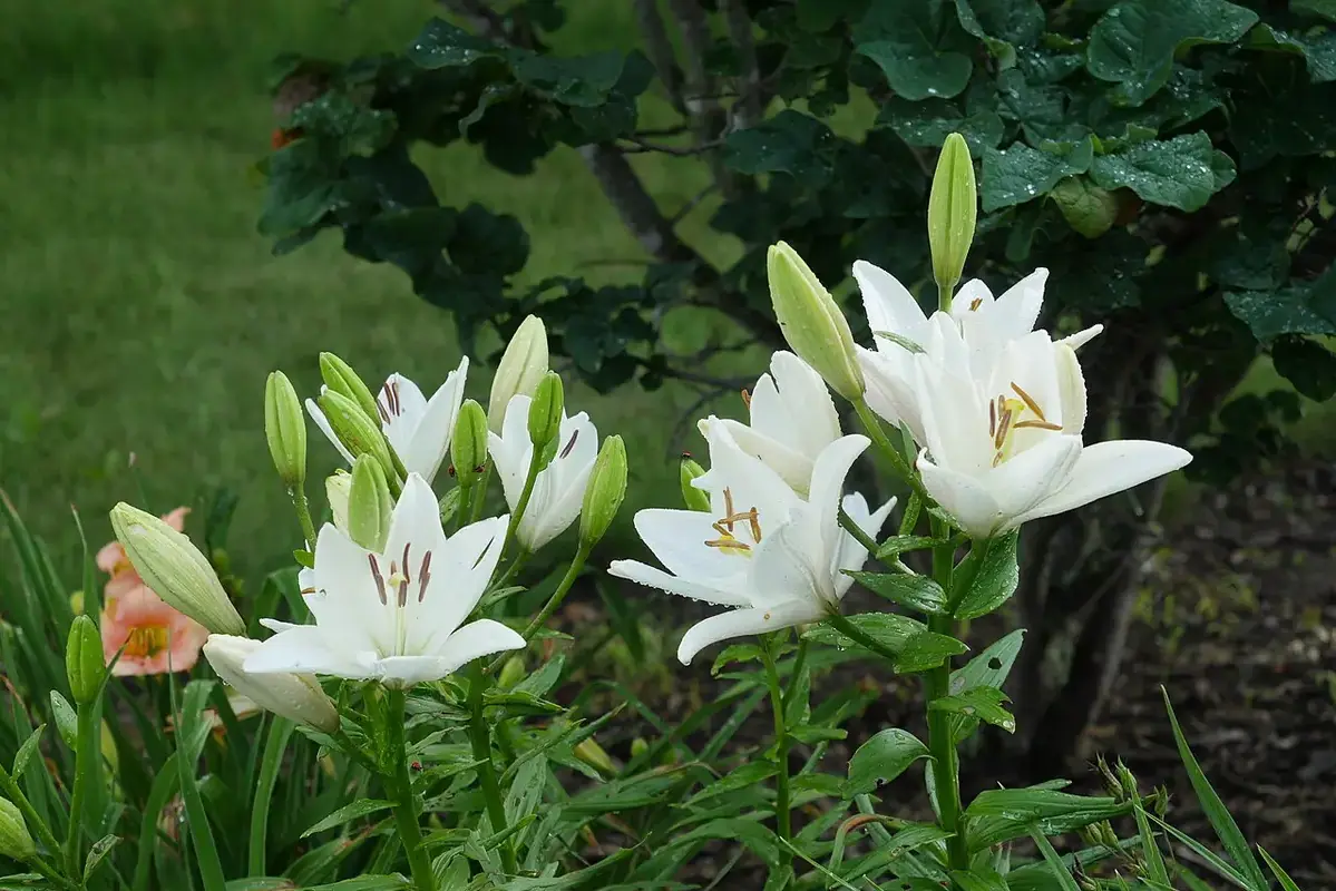 White lily flowers and long unopened buds among narrow leaves.