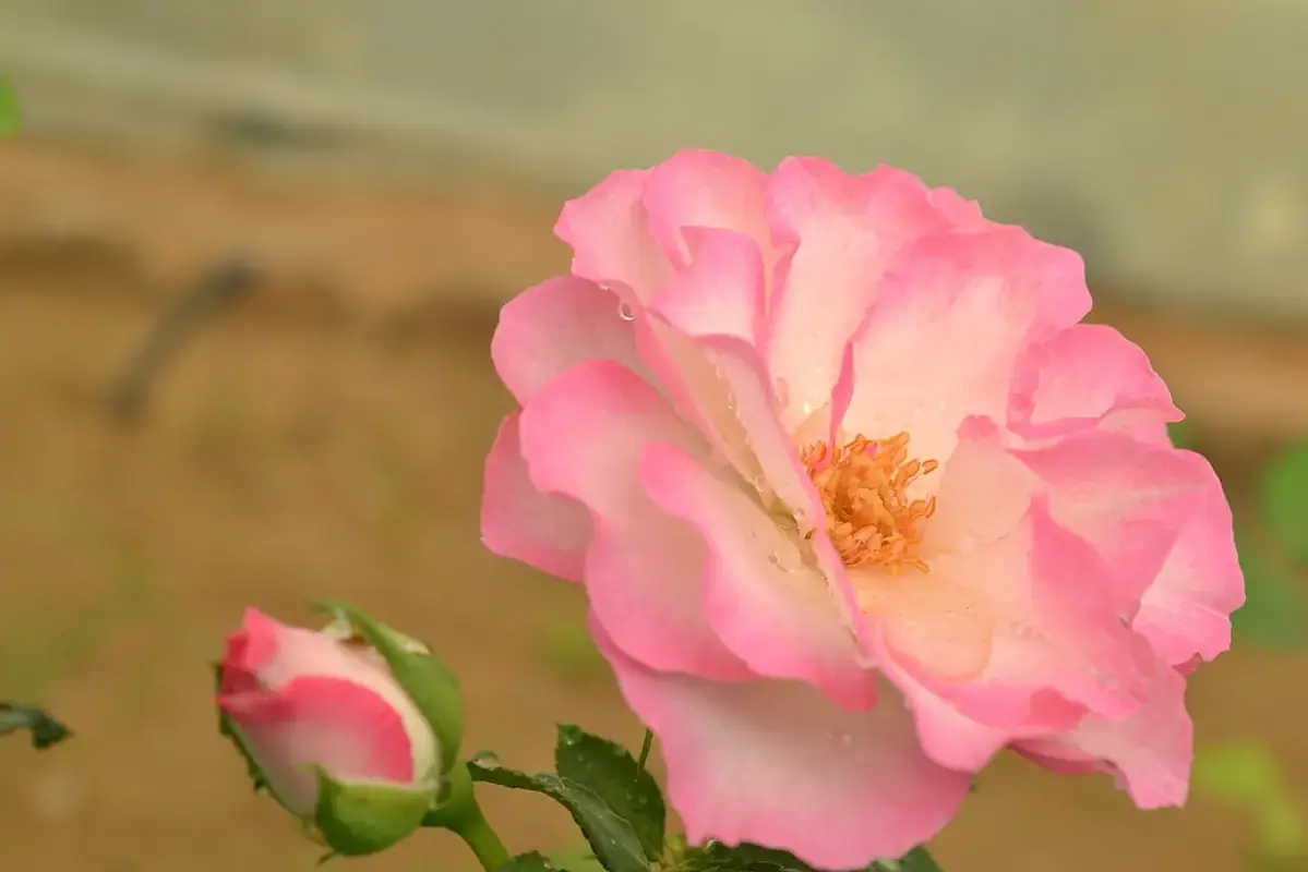 A pale rose with pink petal margins beside an unopened bud.