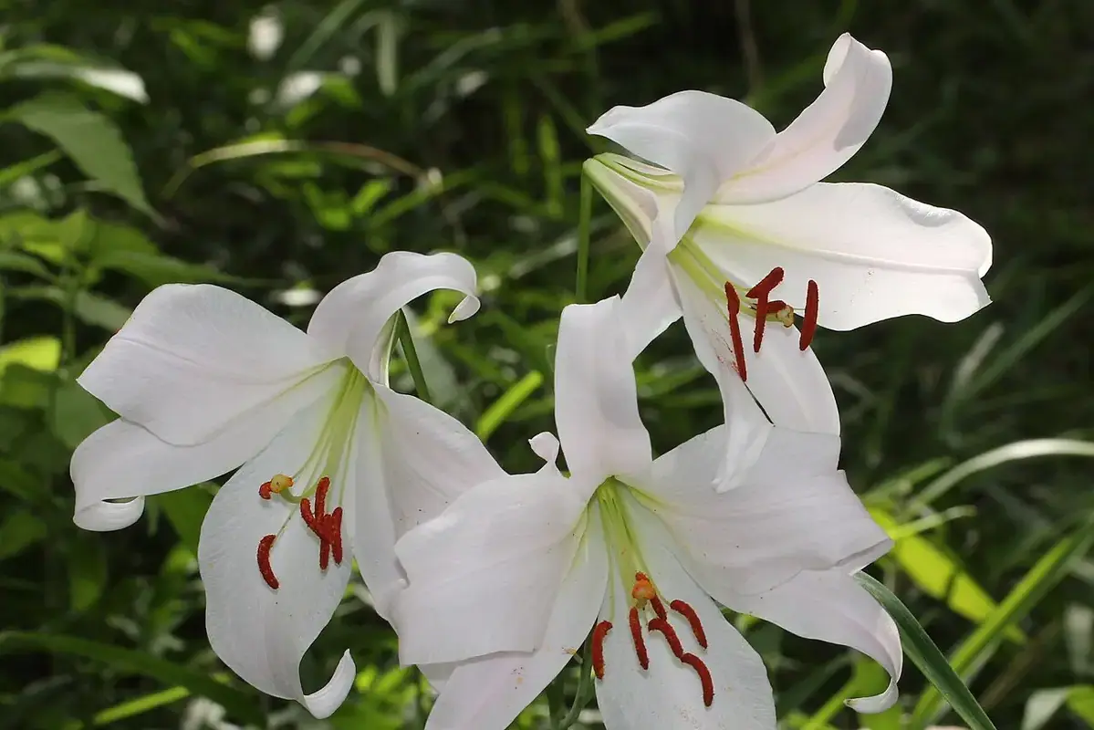 Pale pink and white trumpet lilies in a leafy outdoor setting.