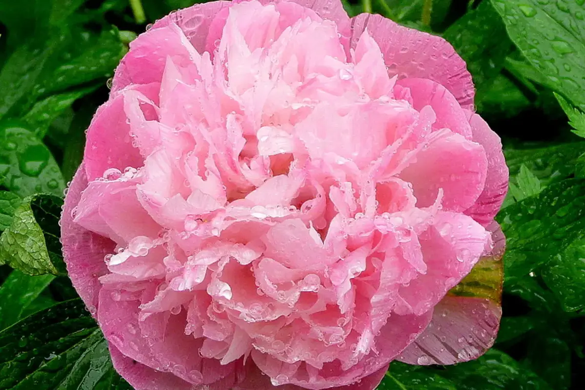 A full pink peony flower with densely layered ruffled petals.