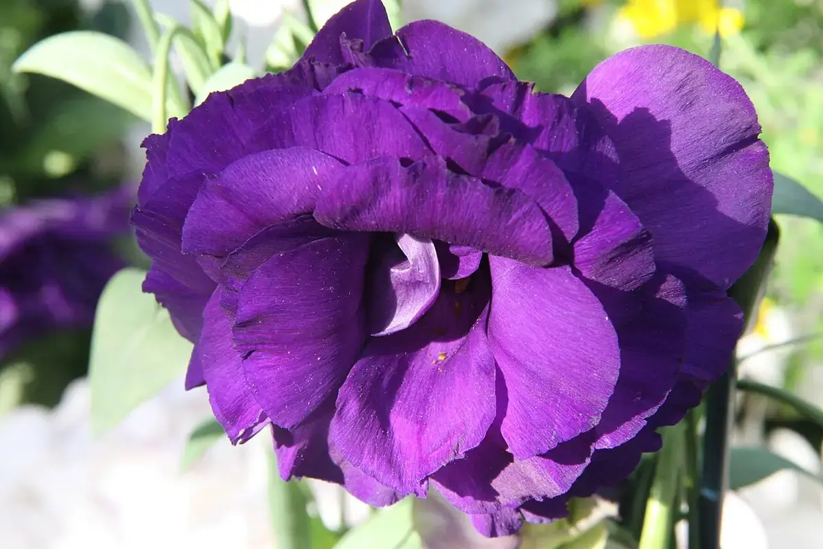 Deep purple lisianthus blooms with pale unopened buds.