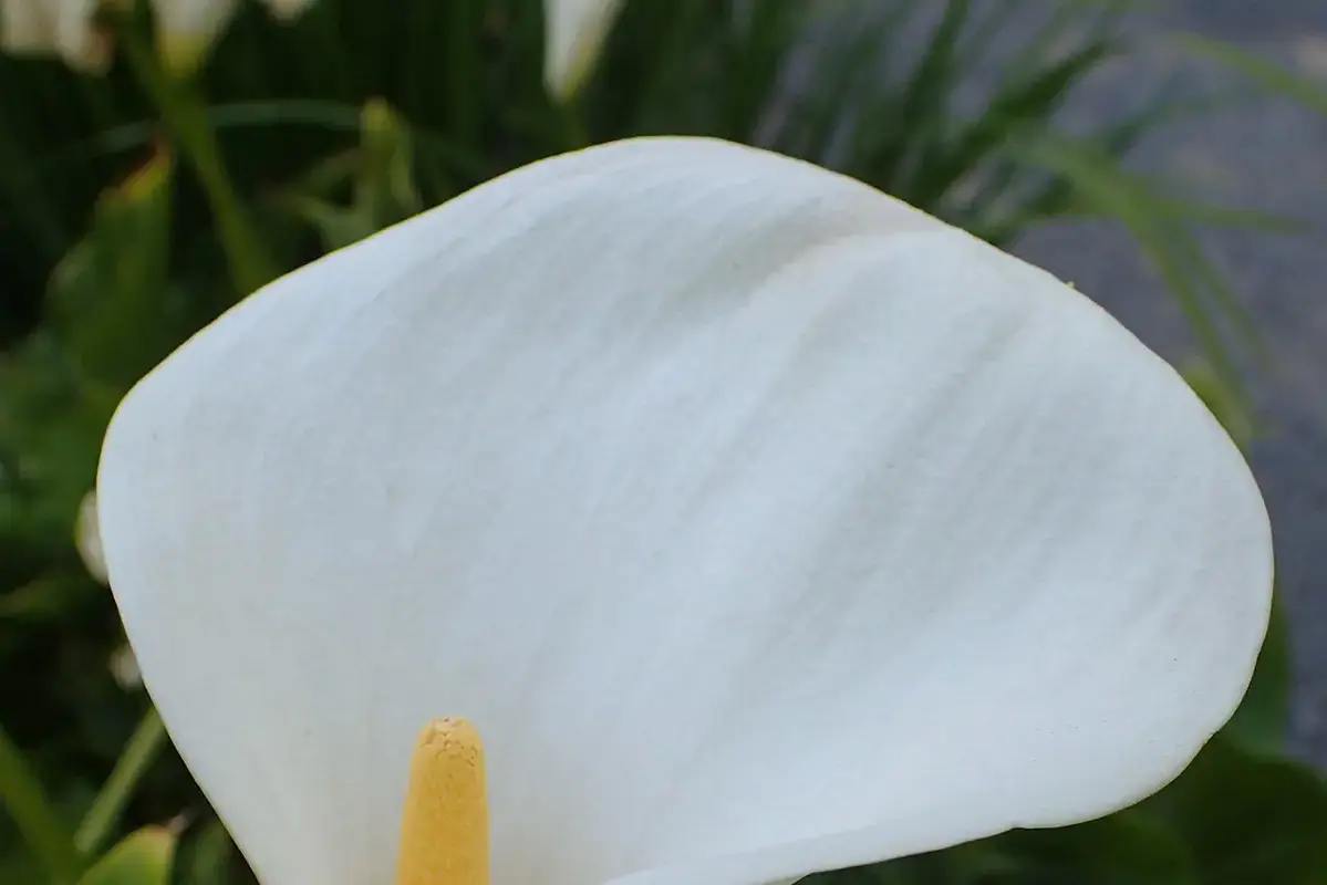 A smooth white calla spathe curving around a pale yellow spadix.