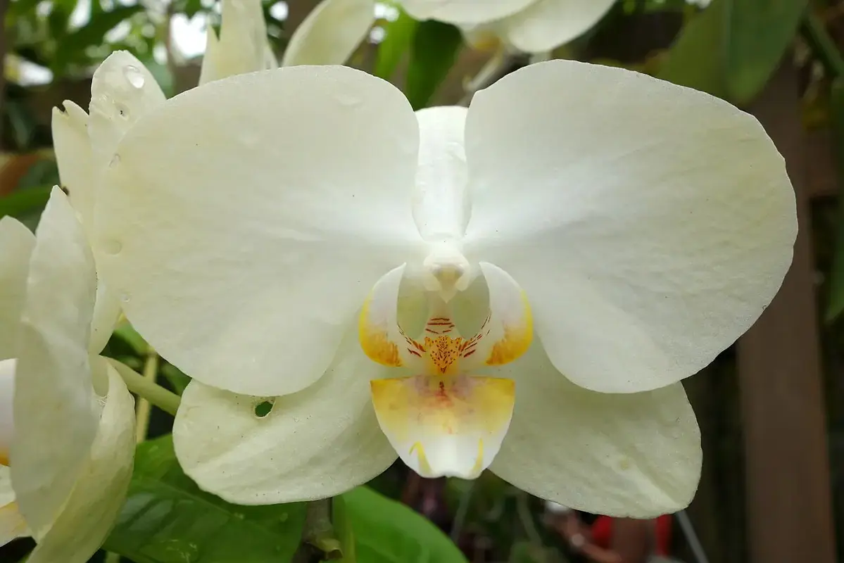 Cream-coloured moth orchid flowers against a leafy background.