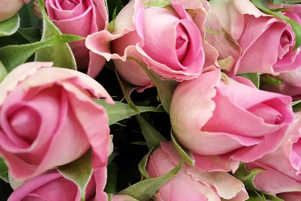 A close group of pink roses with layered petals and green sepals.