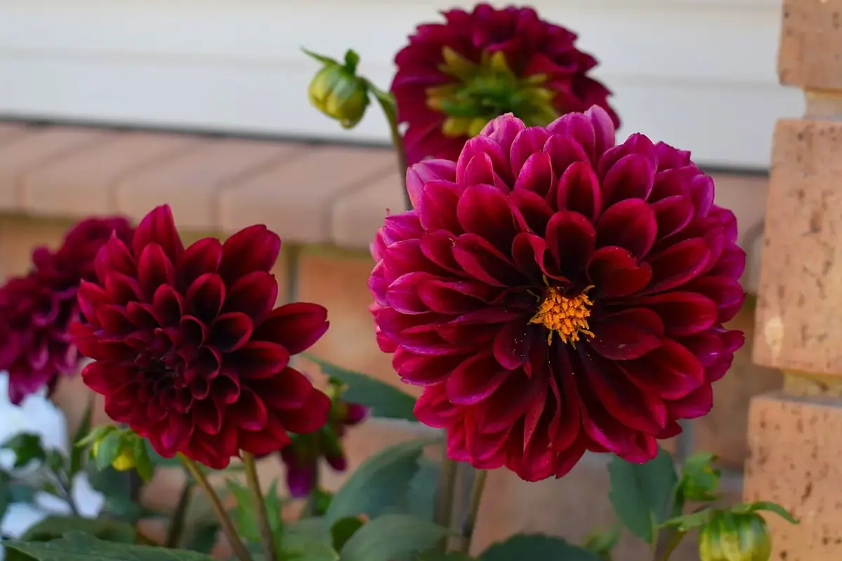 Dark red dahlia flowers on upright garden stems.