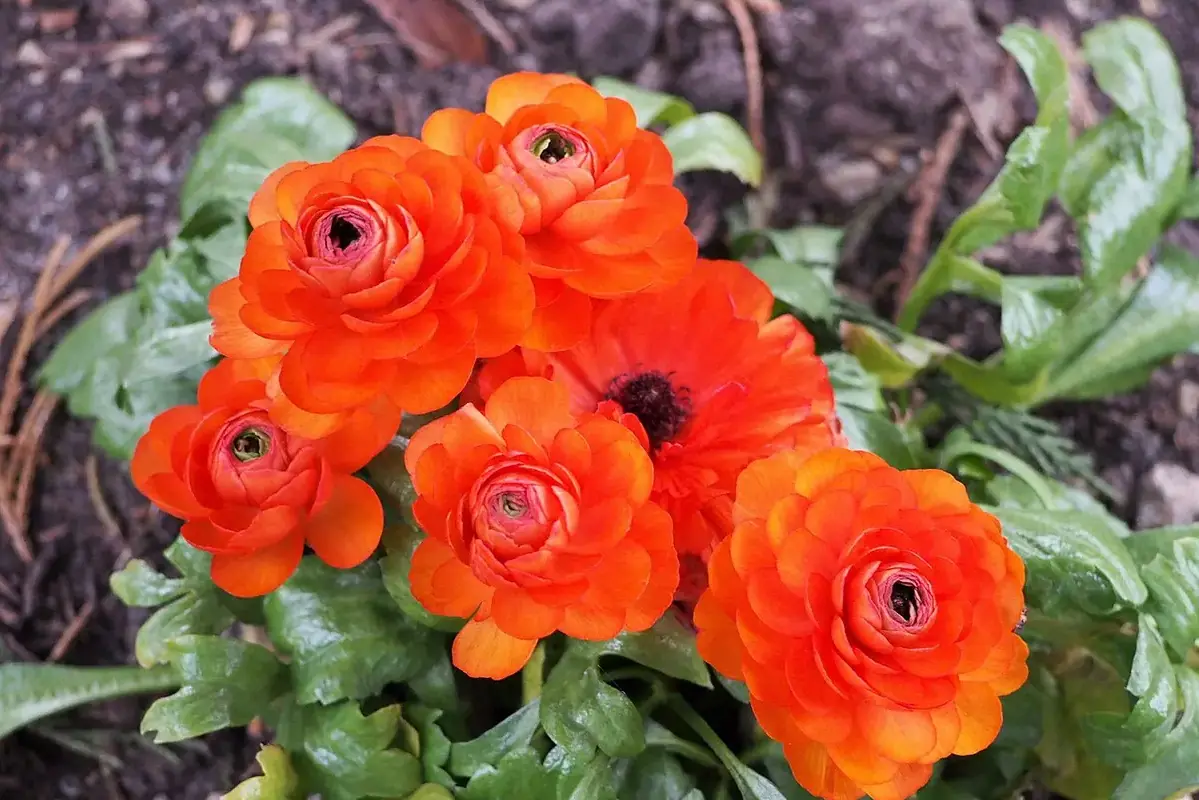 Orange ranunculus blooms with many tightly layered petals.
