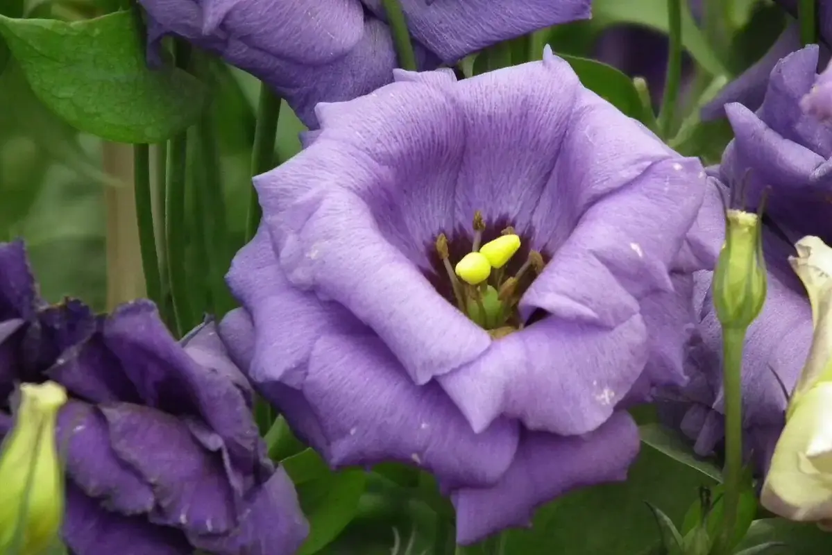 Wikimedia Commons flower photograph showing a broken side branch cut back to sound tissue while the main flower stem remains intact