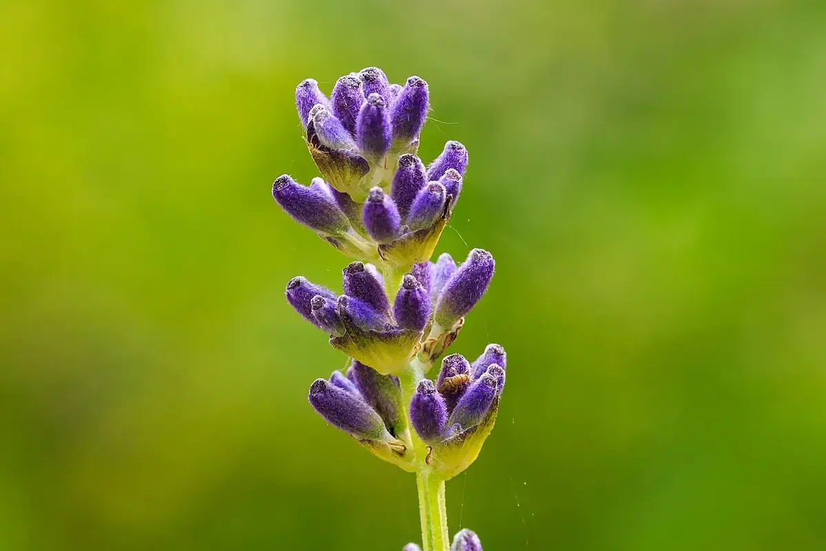 Small bubbles clinging to cut flower stems inside a clear vase