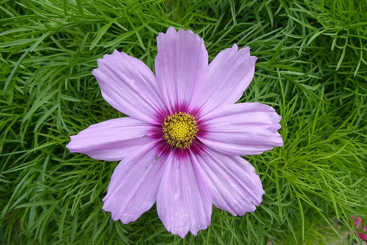 A pink cosmos flower with a yellow centre and feathery leaves.