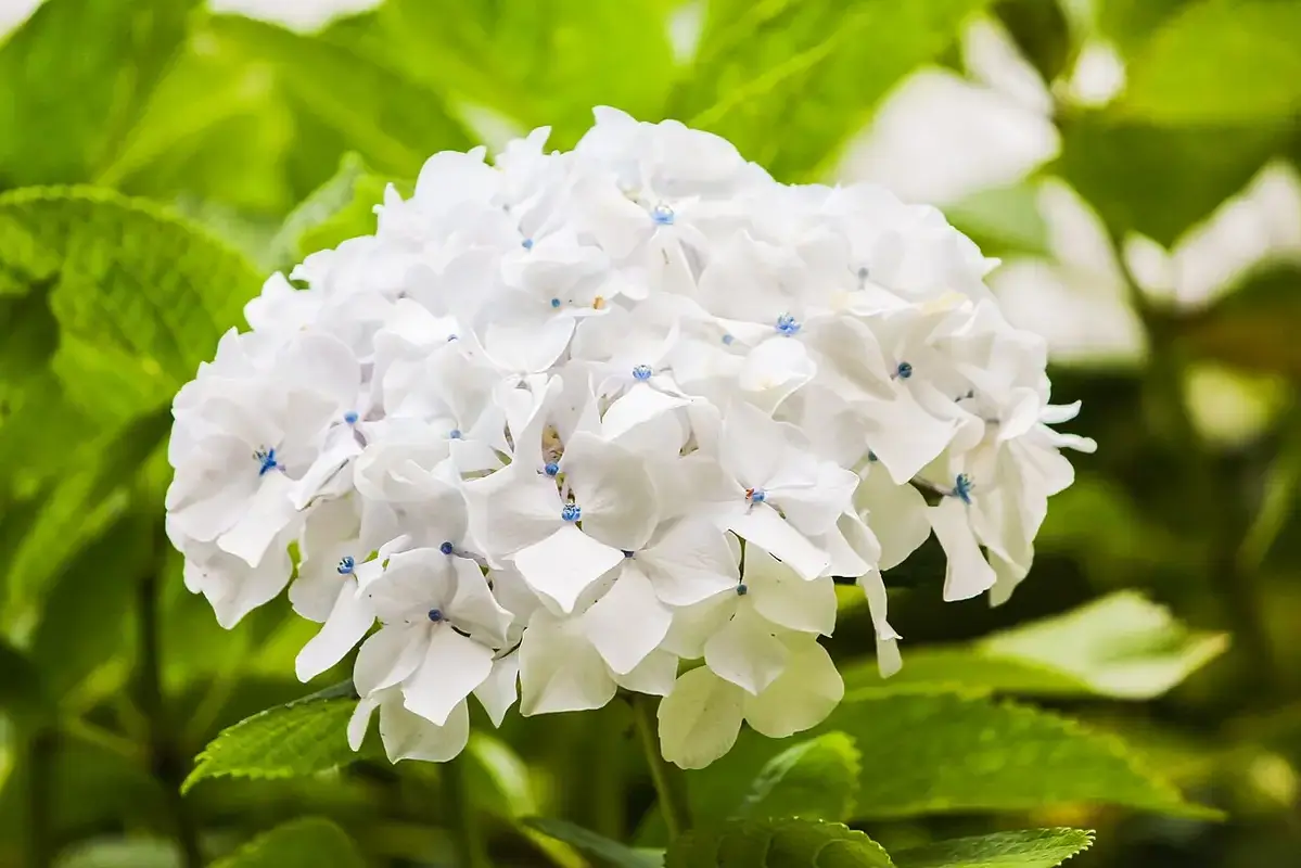 A rounded white hydrangea flower cluster among green leaves.
