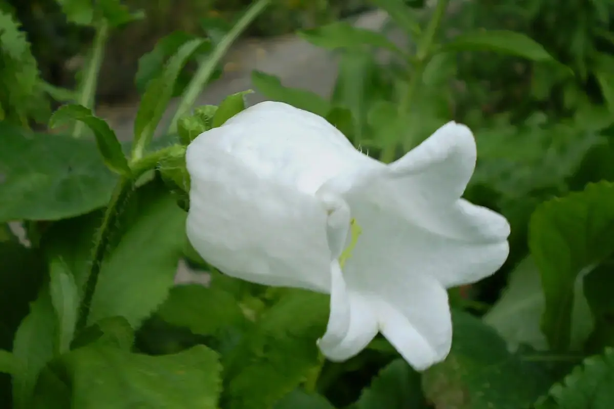 A white Canterbury bell flower against green garden foliage.