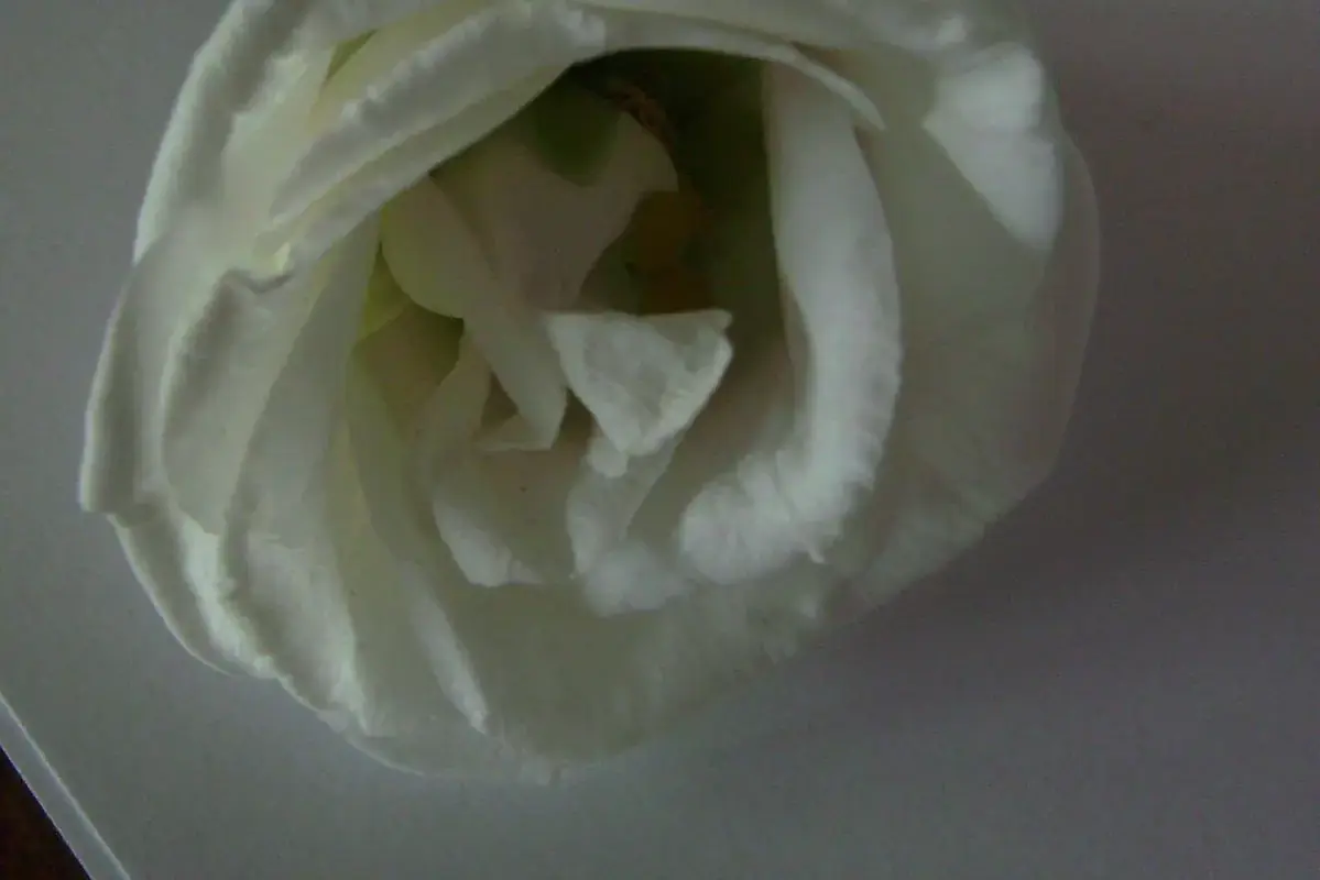 Open lisianthus flowers and developing buds supported in a clean clear vase