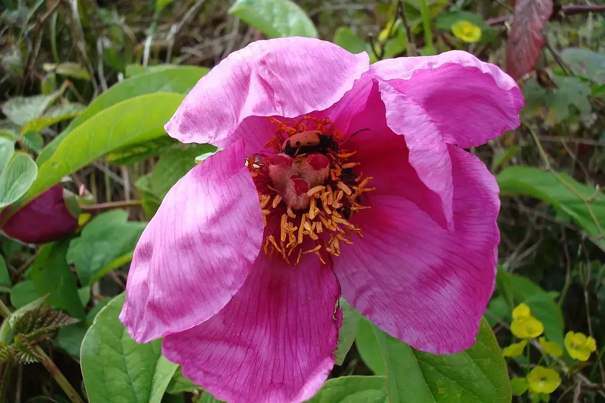 An open pink peony with dark stamens surrounded by green leaves.