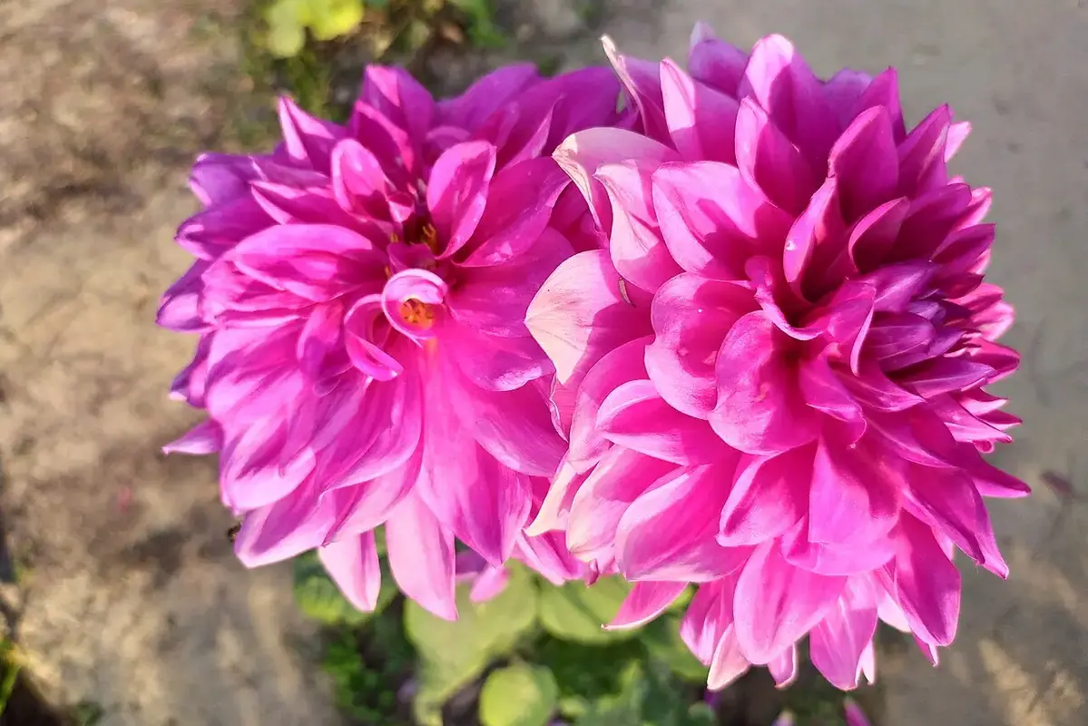 Fresh bouquet being checked for firm stems and flower condition