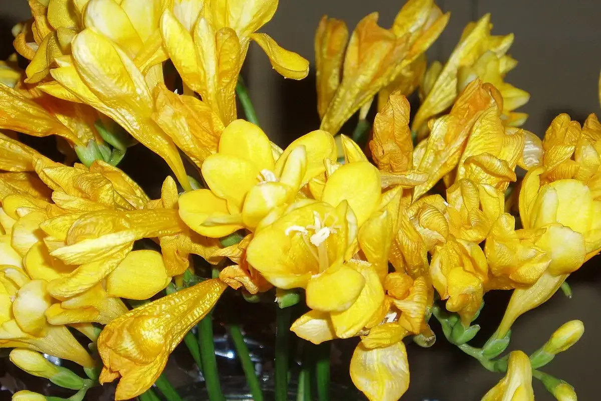 A single focal flower being positioned among supporting stems beside a clean vase