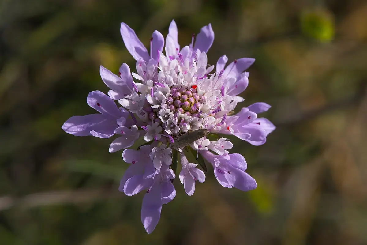 Fresh flowers separated for a stem and petal inspection
