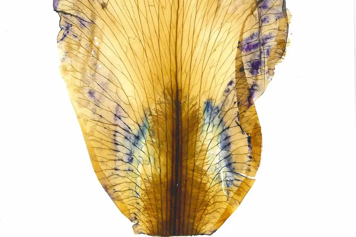 Wikimedia Commons flower photograph related to small glue tests beneath pressed flowers on archival paper
