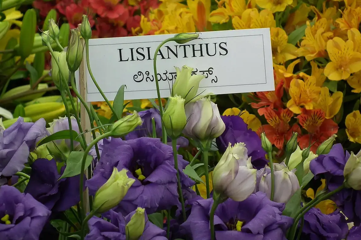 Wikimedia Commons flower photograph related to low-pollen and pollen-shedding cut flower centres