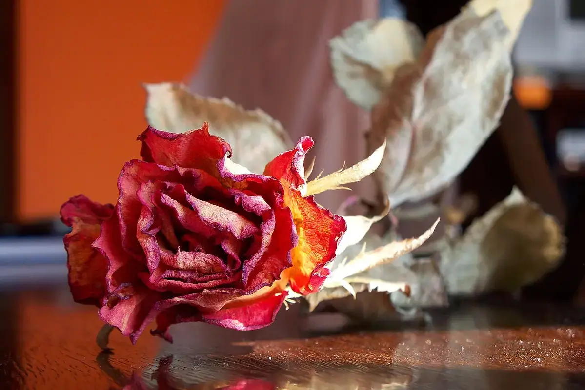 A dried red rose with curled petals and pale papery foliage.