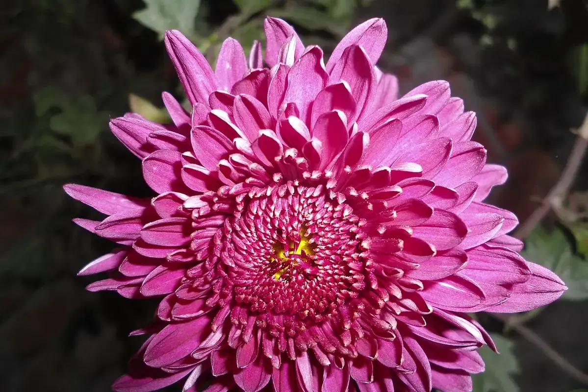 A pink chrysanthemum flower with many narrow layered petals.