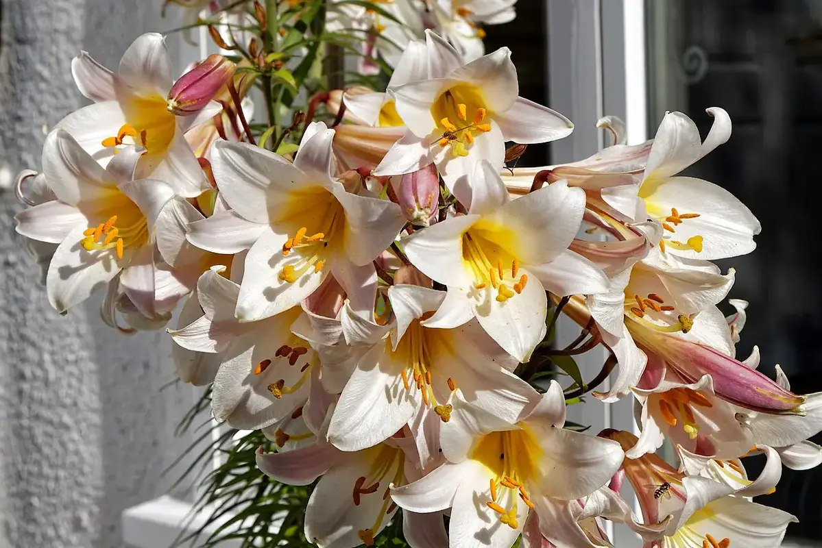 Clean glass vase drying upside down between two flower arrangements