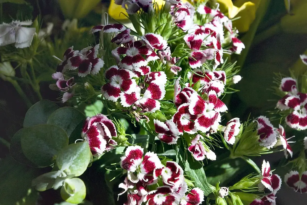 Red and white patterned flowers grouped with green foliage in a vase.