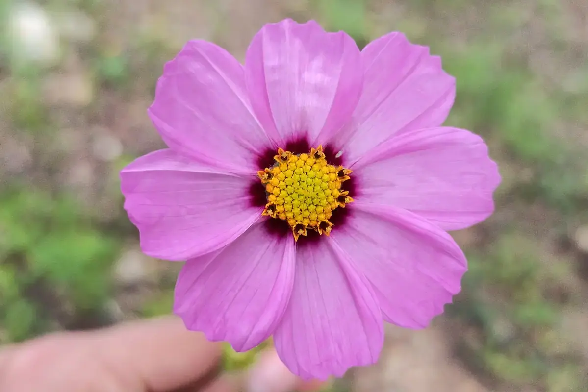 A cosmos flower above finely divided green foliage.