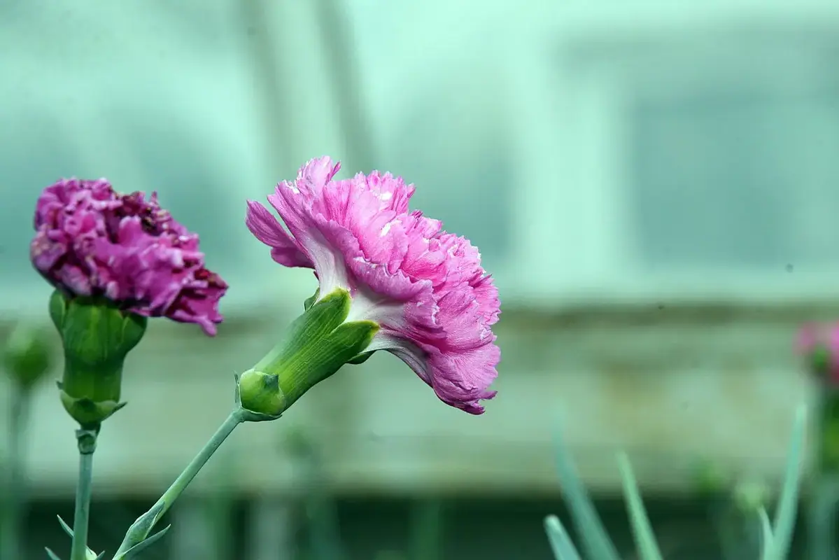Wikimedia Commons flower photograph related to blue-dyed stems separated on a protected conditioning surface