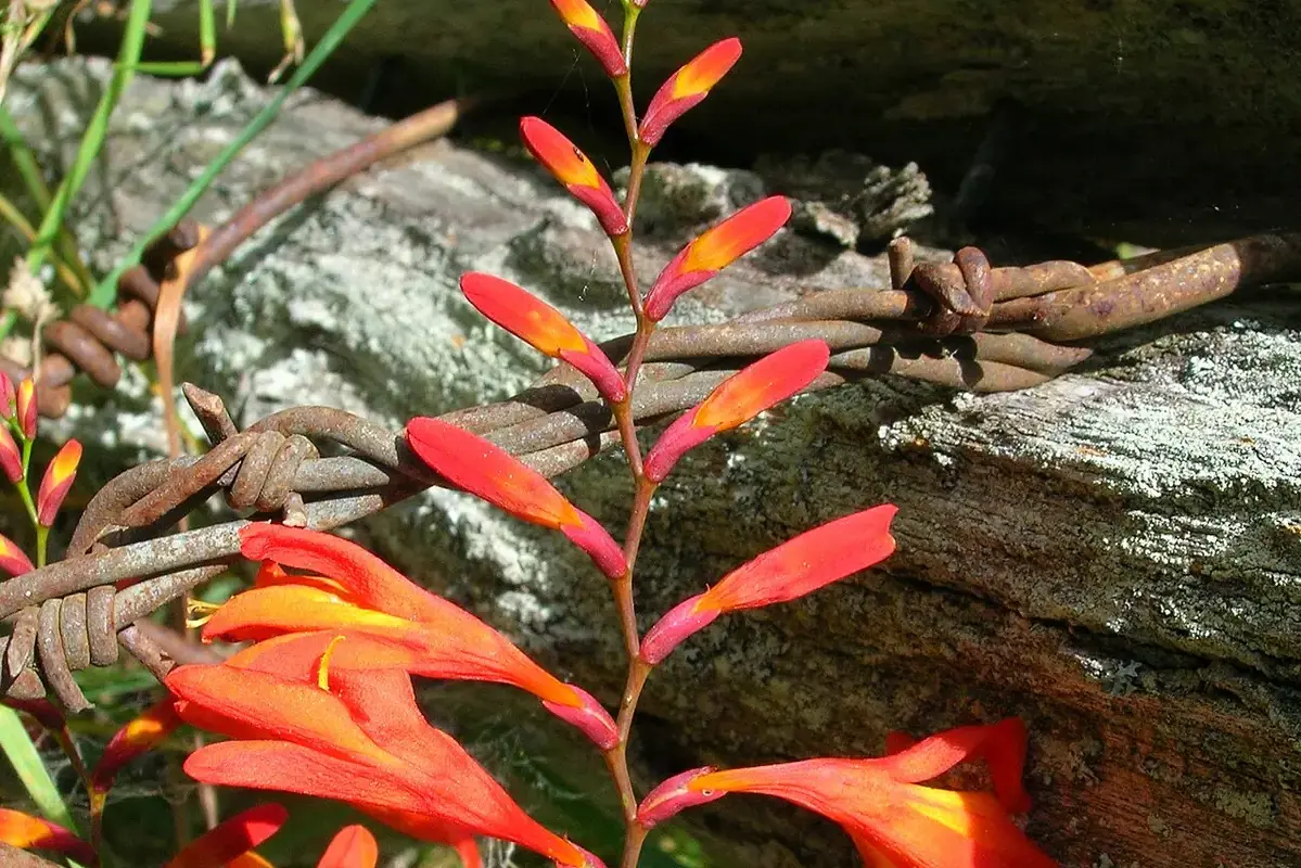 Orange crocosmia flowers opening along an arching spray.