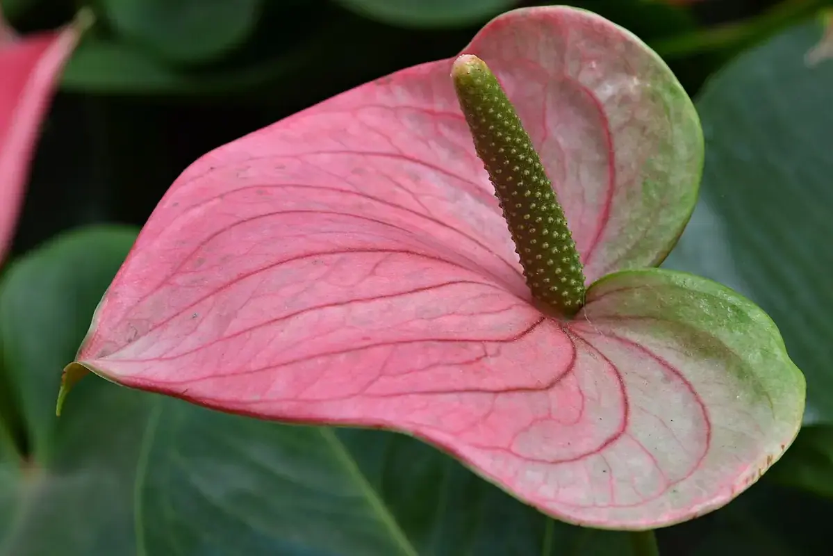 Wikimedia Commons flower photograph showing a cut anthurium with dry spathe, clean stem and low-contact vase support