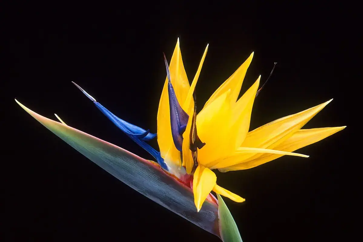 Wikimedia Commons flower photograph showing a tall bird-of-paradise stem supported in a stable vase with its bract clear