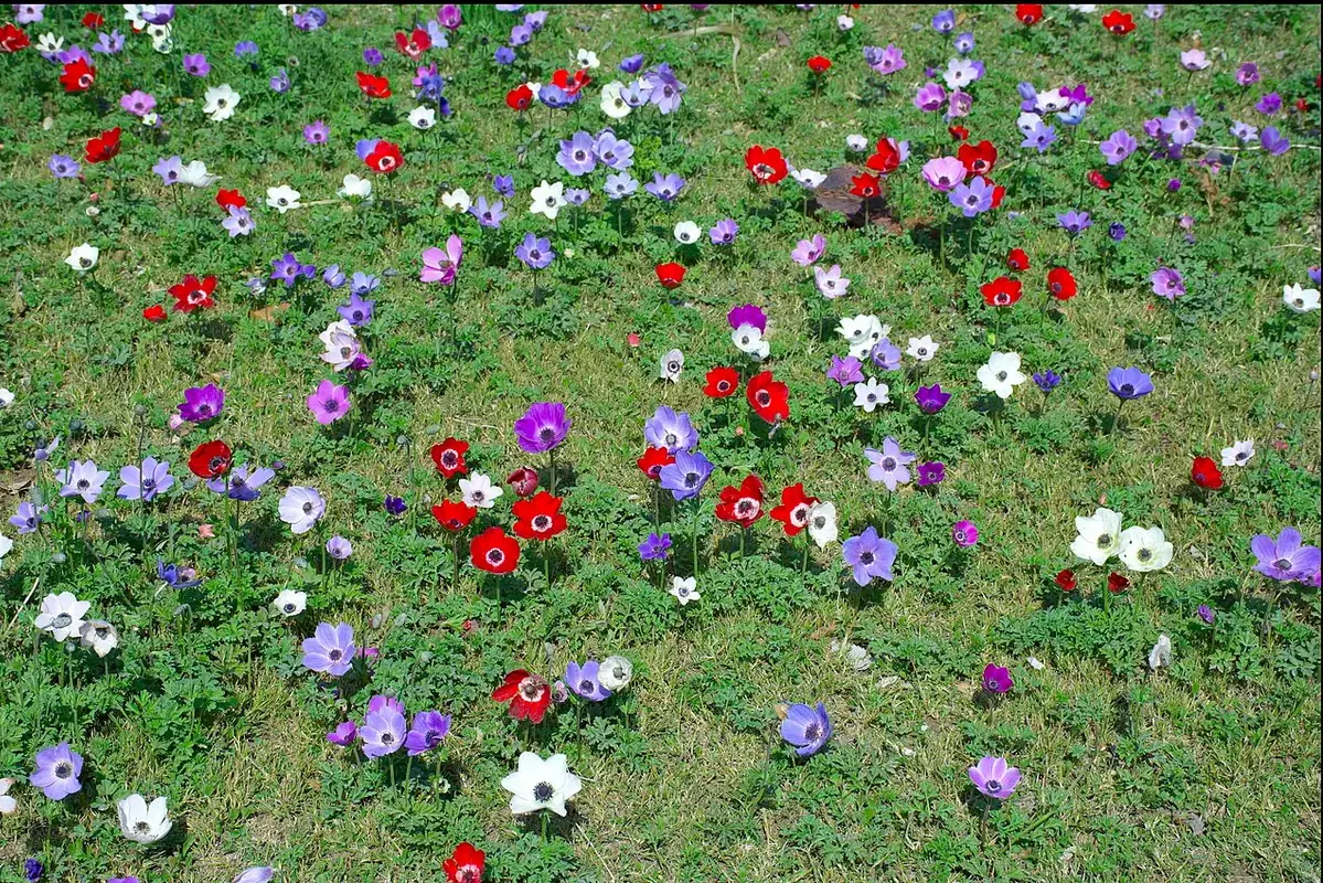 Chrysanthemum-like cut flowers arranged on paper during a stem preparation check