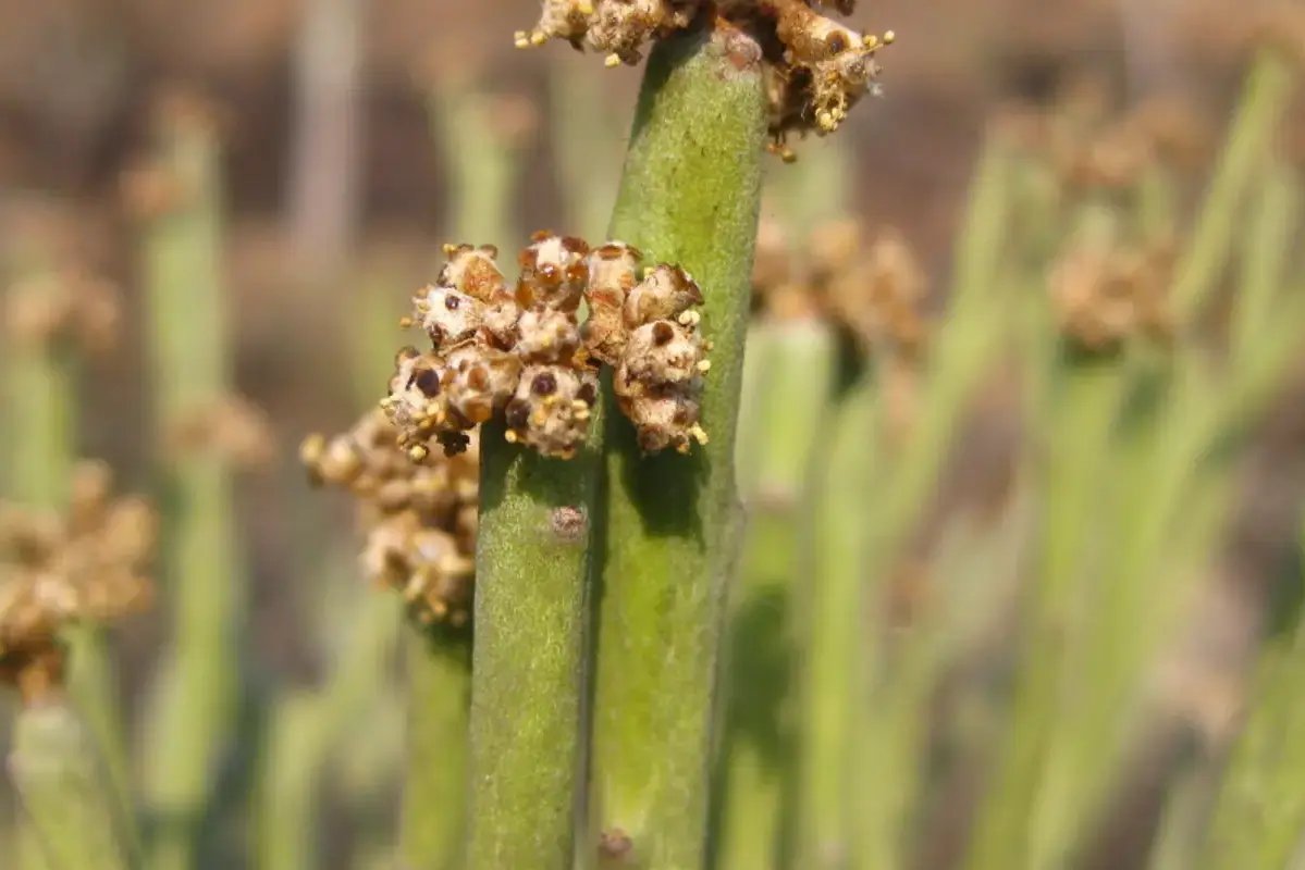 Wikimedia Commons flower photograph related to gloved handling of a cut Euphorbia stem over a protected tray