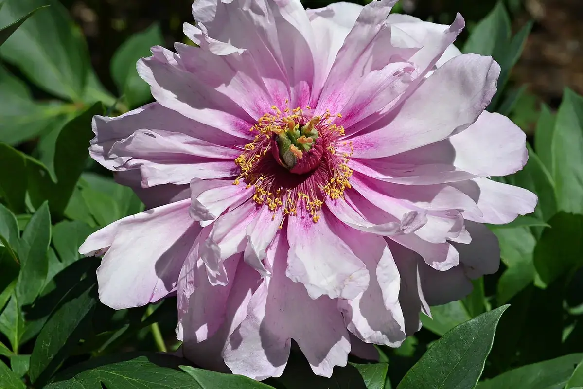 Wikimedia Commons flower photograph showing a fallen unopened bud beside its firm stem and attachment point