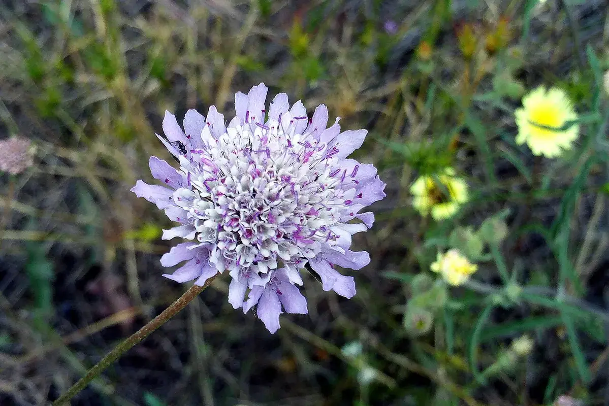 A pale lilac scabiosa flower showing its finely divided centre.