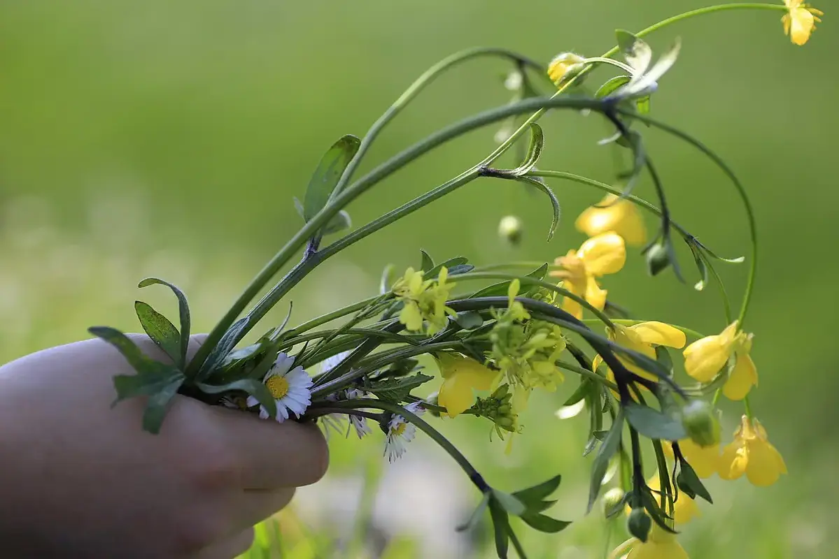Wikimedia Commons flower photograph related to a low stable flower arrangement on a supervised children's activity table